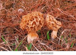 Attēlu rezultāti vaicājumam “Morchella sp.”