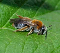 Attēlu rezultāti vaicājumam “Andrena haemorrhoa female”