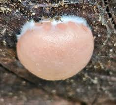 Attēlu rezultāti vaicājumam “Reticularia jurana young”