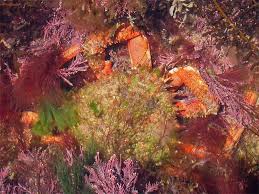 Image result for Maja brachydactyla