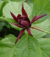 Attēlu rezultāti vaicājumam “Calycanthus floridus”