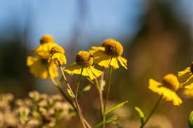 Attēlu rezultāti vaicājumam “Bidens cernua flower”