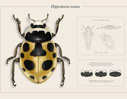 Attēlu rezultāti vaicājumam “Hippodamia notata”