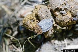 Attēlu rezultāti vaicājumam “Oiceoptoma thoracicum”