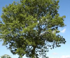 Image result for Ashurst WI*