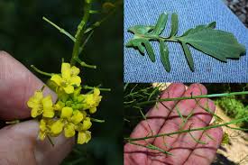Attēlu rezultāti vaicājumam “Barbarea vulgaris subsp. arcuata fruit”