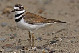 Image result for Charadrius vociferus