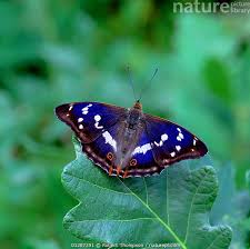 Attēlu rezultāti vaicājumam “Apatura iris”