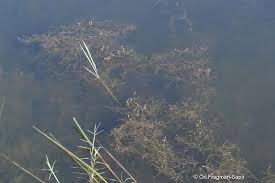 Attēlu rezultāti vaicājumam “Stuckenia filiformis flower”