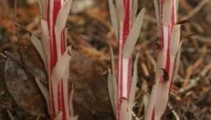 Attēlu rezultāti vaicājumam “Comatricha alta stalked”