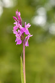 Attēlu rezultāti vaicājumam “Dactylorhiza russowii flower”