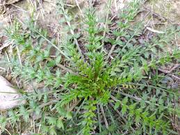 Attēlu rezultāti vaicājumam “Cardamine impatiens leaf”