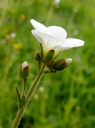 Attēlu rezultāti vaicājumam “Saxifraga granulata flower”