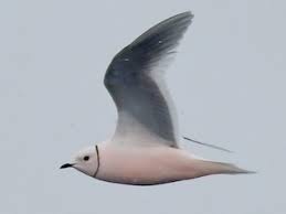 Image result for Rhodostethia rosea