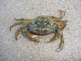 Image result for Carcinus maenas