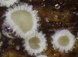 Attēlu rezultāti vaicājumam “Hyaloscypha hyalina”