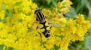 Attēlu rezultāti vaicājumam “Helophilus sp.”
