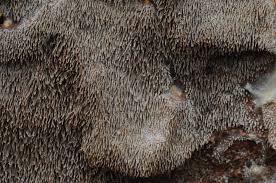 Attēlu rezultāti vaicājumam “Asterodon ferruginosus”