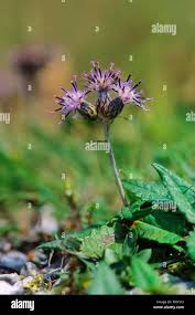 Attēlu rezultāti vaicājumam “Saussurea esthonica flower”
