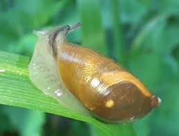 Attēlu rezultāti vaicājumam “Succinea”