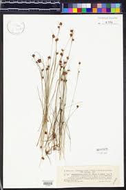 Attēlu rezultāti vaicājumam “Rhynchospora fusca”