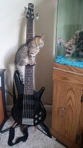 Image result for Cat sleeping in guitar