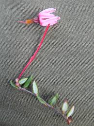 Attēlu rezultāti vaicājumam “Oxycoccus leaf”