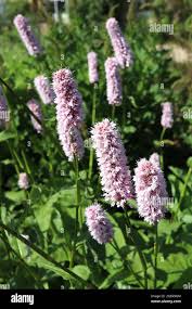 Attēlu rezultāti vaicājumam “Bistorta major leaf”