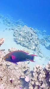 Image result for Scarus niger