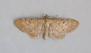 Attēlu rezultāti vaicājumam “Eupithecia satyrata”