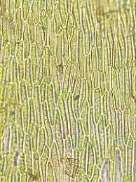 Attēlu rezultāti vaicājumam “Sciuro-hypnum populeum sporophyte”