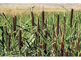 Attēlu rezultāti vaicājumam “Typha latifolia fruit”