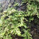 Attēlu rezultāti vaicājumam “Metzgeria furcata”