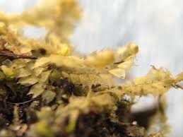 Attēlu rezultāti vaicājumam “Lophocolea coadunata”