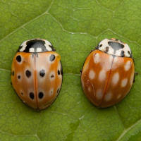 Attēlu rezultāti vaicājumam “Anatis ocellata”