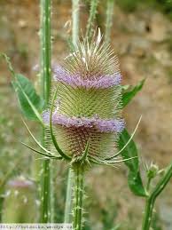 Image result for Dipsacus silvestris