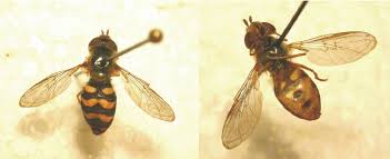 Attēlu rezultāti vaicājumam “Eupeodes nielseni”