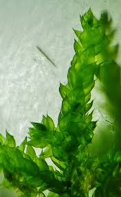 Attēlu rezultāti vaicājumam “Antitrichia curtipendula”