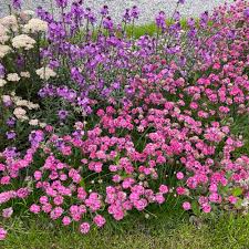 Image result for Grasnelke