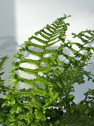 Attēlu rezultāti vaicājumam “Dryopteris cristata”