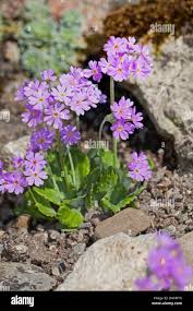 Attēlu rezultāti vaicājumam “Primula farinosa flower”