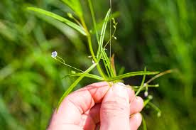 Attēlu rezultāti vaicājumam “Veronica scutellata”