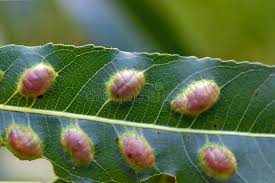 Attēlu rezultāti vaicājumam “Pontania proxima”