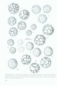 Attēlu rezultāti vaicājumam “Hemitrichia leiotricha”