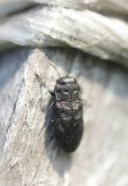 Attēlu rezultāti vaicājumam “Anthaxia quadripunctata”