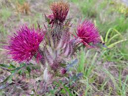 Attēlu rezultāti vaicājumam “Cirsium heterophyllum flower”