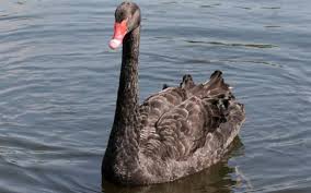 Attēlu rezultāti vaicājumam “Cygnus atratus”