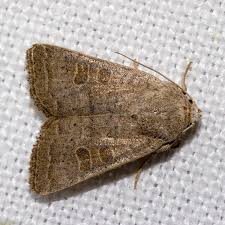 Attēlu rezultāti vaicājumam “Hoplia parvula imago”