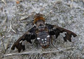 Attēlu rezultāti vaicājumam “Exoprosopa capucina”