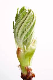 Attēlu rezultāti vaicājumam “Aesculus hippocastanum leaf”